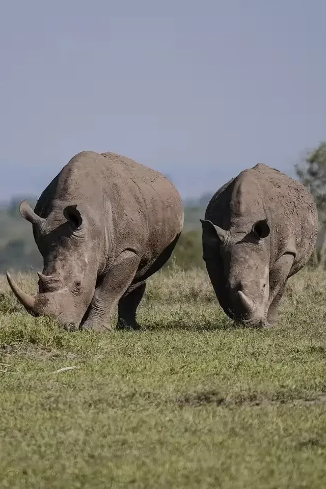 The White Rhino